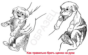 Как держать щенка