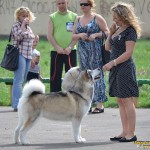 Хмельницкий. Всеукраинская выставка ранга CAC.  2013 г