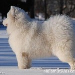 Самоед (сука)