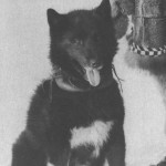 Балто (1922 - 14 марта 1933)