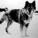 Того (октябрь 1913 - 5 декабря 1929)