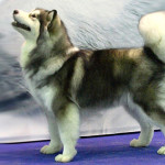 Leyu Schan-Son-Li