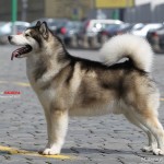 Int.Ch. Skywalker Sausimayok