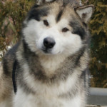 Аляскинский маламут Гольф (26 мес.)