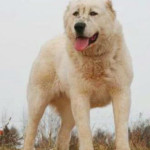 Агрессивная собака без хозяина бродил в парке.