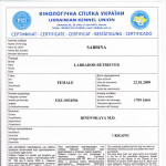Лабрадор Sabrina. Диплом «Собака в городе II»