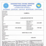 Диплом «Собака-компаньон»