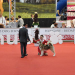 Аляскинский маламут Гольф (6 мес.) Чемпионат мира 2013, Будапешт