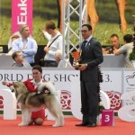 Аляскинский маламут Гольф (6 мес.) Чемпионат мира 2013, Будапешт