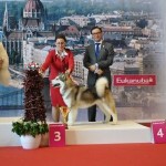 Аляскинский маламут Гольф (6 мес.) Чемпионат мира 2013, Будапешт