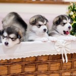 Щенки Аляскинского Маламута.