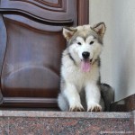 Аляскинский Маламут Рада