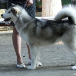 Аляскинский Маламут Рада