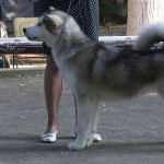 Mlt Ivram Some Day One Day (Rada) - BEST PUPPY!