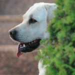 Лабрадор Sabrina.