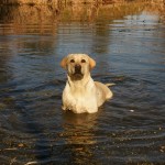 Лабрадор Sabrina. Каховка, натаска. Готова работать дальше!)))