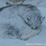 Шерсть должна быть очень густой, правильной длины и толщины для сохранения тепла тела 