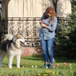 Аляскинский маламут Гольф