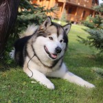 Аляскинский маламут Гольф