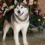 С Новым 2016 годом! Аляскинский маламут Гольф