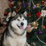 С Новым 2016 годом! Аляскинский маламут Гольф