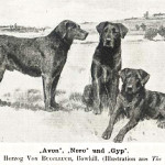 Ned (1882) и Avon (1885)