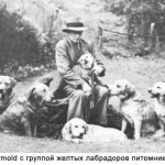 Major Wormald  с группой желтых лабрадоров