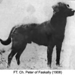 FT. Ch. Peter of Faskally