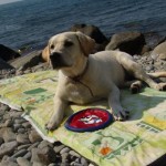 Лабрадор Sabrina, 6 месяцев, Крым