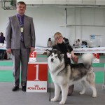 Аляскинский маламут Рейна (Chesvik-Top Oda La Reine) – Юный Чемпион Украины, 2011 г.