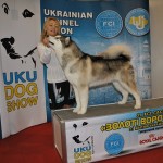 Аляскинский маламут Рейна (Chesvik-Top Oda La Reine) – Золотые Ворота, Киев 2012