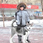 Аляскинский Маламут Awesome Numa Northern Sunrise