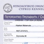 Аляскинский маламут Рейна (Chesvik-Top Oda La Reine) – Чемпион Кипра