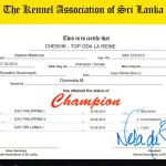 Аляскинский маламут Рейна (Chesvik-Top Oda La Reine) – Чемпион Шри Ланки