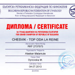 Аляскинский маламут Рейна (Chesvik-Top Oda La Reine) – Гранд Чемпион Болгарии