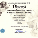 Аляскинский маламут Рейна (Chesvik-Top Oda La Reine) – Гранд Чемпион Румынии