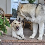 Мы любим вместе проводить время дома
