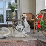Мы любим вместе проводить время дома