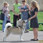 Аляскинский маламут Рейна (Chesvik-Top Oda La Reine) . Хмельницкий 2013, CAC, BOB
