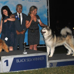 Аляскинский маламут Рейна (Chesvik-Top Oda La Reine) . Black Sea Winner 2013. Интерчемпион!