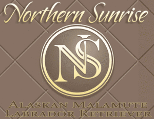 ns_logo