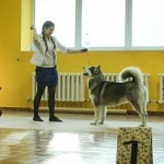 Аляскинский Маламут Нума - Awesome Numa Northern Sunrise (Ch . Chesvik-Top Oda La Reine (Рейна) х Ch. Kaviak's "The Colonel" At Wolf Mountain )