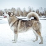 Аляскинский Маламут Awesome Numa Northern Sunrise