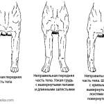 ПЕРЕДНЯЯ ЧАСТЬ ТЕЛА