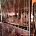 Правила перевозки собак в пассажирском автотранспорте
