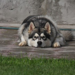 Амир (Amir Northern Sunrise)