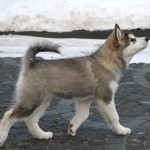 Девочка Brave Beauty Northern Sunrisе