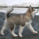 Девочка Brave Beauty Northern Sunrisе