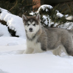 Девочка Brave Beauty Northern Sunrisе