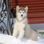 Девочка Brave Beauty Northern Sunrisе